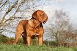 DOGUE DE BORDEAUX 222